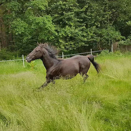 Doppelhaushaelfte Ostwind Vom Naturhof Usedom Bannemin