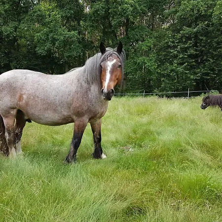Apartmán Doppelhaushaelfte Ostwind Vom Naturhof Usedom Bannemin