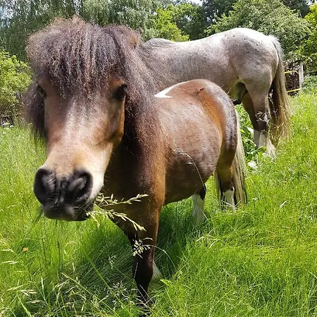 Doppelhaushaelfte Ostwind Vom Naturhof Usedom Apartmán